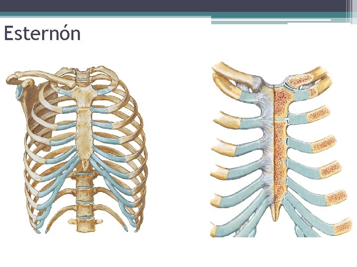 Esternón 