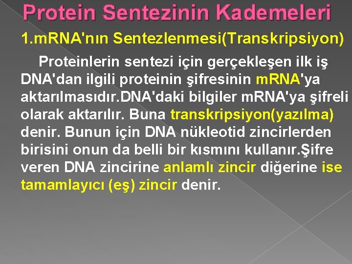 Protein Sentezinin Kademeleri 1. m. RNA'nın Sentezlenmesi(Transkripsiyon) Proteinlerin sentezi için gerçekleşen ilk iş DNA'dan