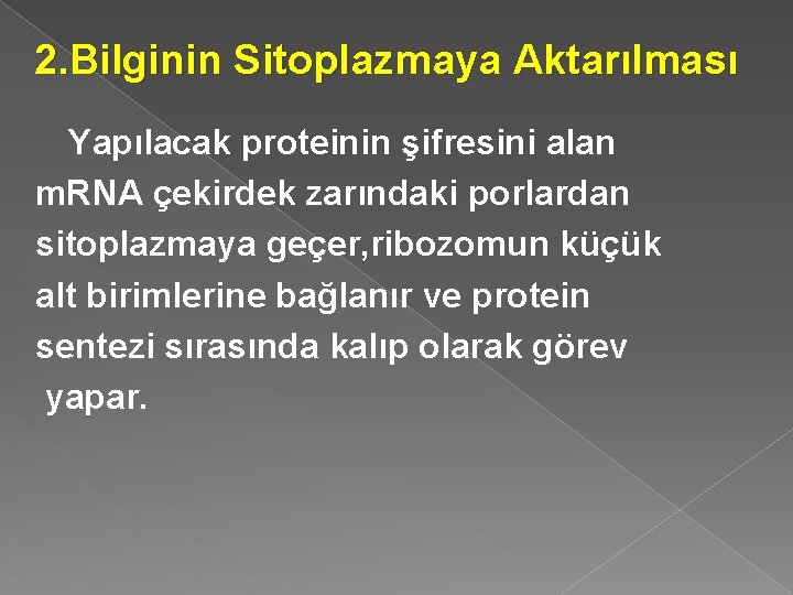 2. Bilginin Sitoplazmaya Aktarılması Yapılacak proteinin şifresini alan m. RNA çekirdek zarındaki porlardan sitoplazmaya