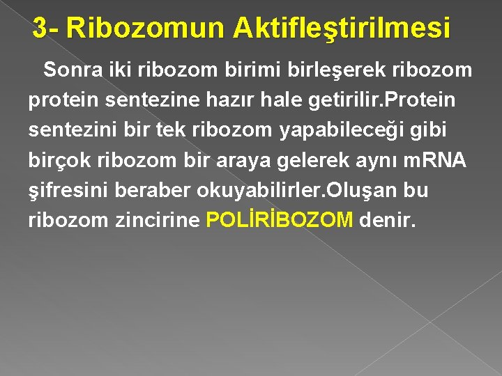 3 - Ribozomun Aktifleştirilmesi Sonra iki ribozom birimi birleşerek ribozom protein sentezine hazır hale