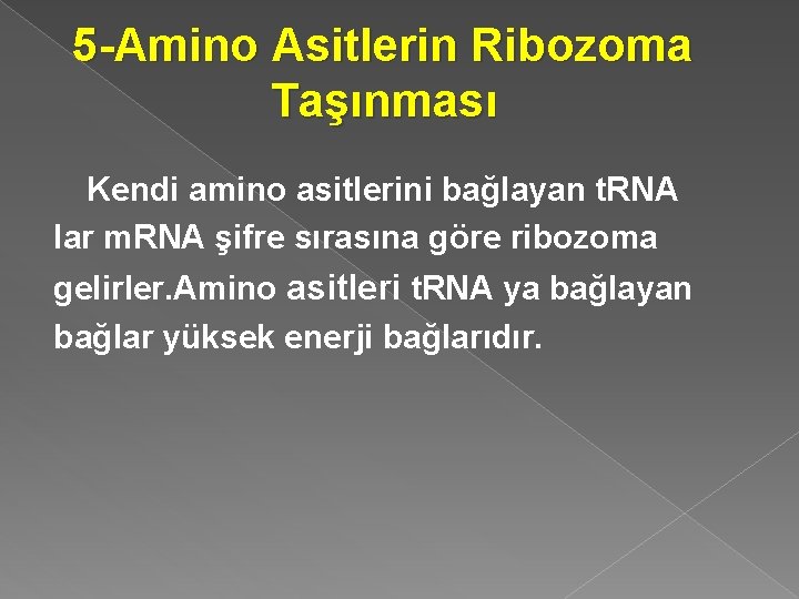 5 -Amino Asitlerin Ribozoma Taşınması Kendi amino asitlerini bağlayan t. RNA lar m. RNA