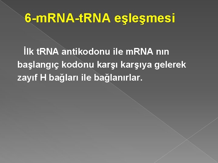 6 -m. RNA-t. RNA eşleşmesi İlk t. RNA antikodonu ile m. RNA nın başlangıç