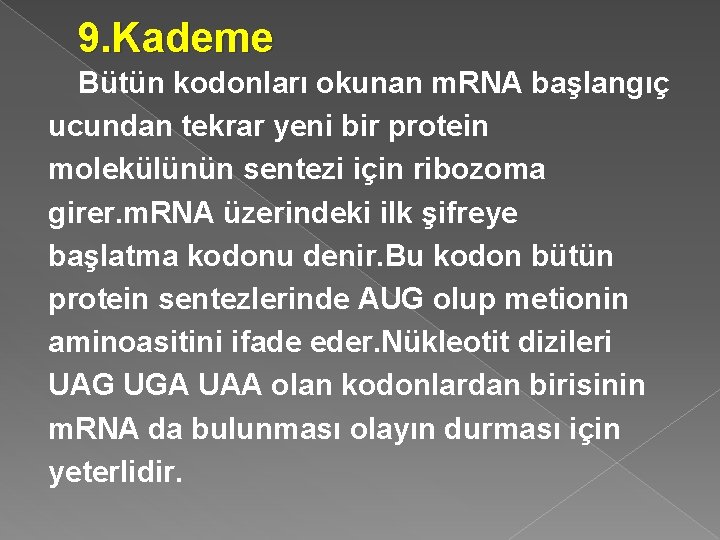 9. Kademe Bütün kodonları okunan m. RNA başlangıç ucundan tekrar yeni bir protein molekülünün