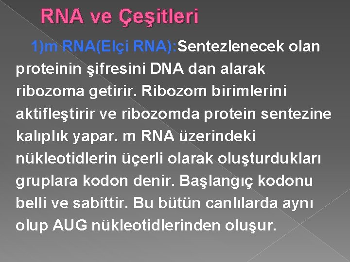 RNA ve Çeşitleri 1)m RNA(Elçi RNA): Sentezlenecek olan proteinin şifresini DNA dan alarak ribozoma