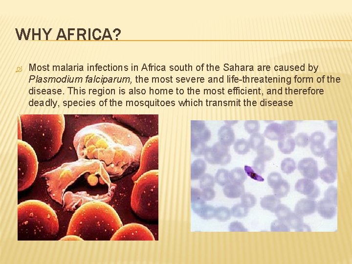 WHY AFRICA? Most malaria infections in Africa south of the Sahara are caused by