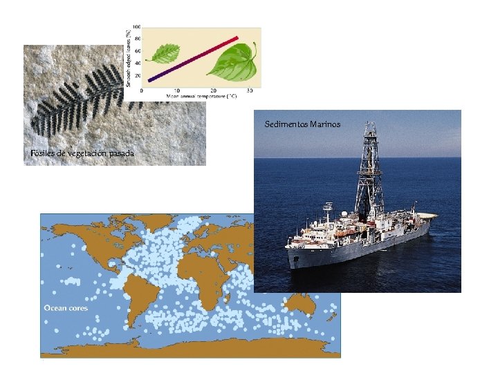 Sedimentos Marinos Fósiles de vegetación pasada 