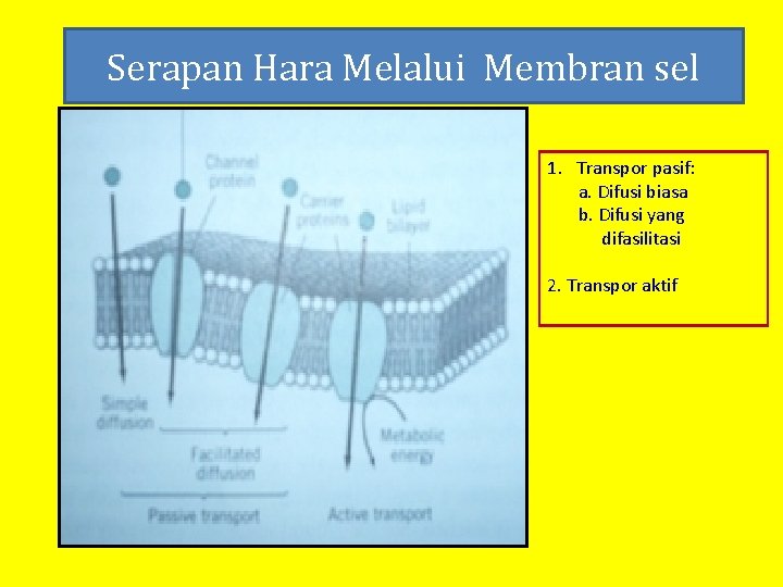 Serapan Hara Melalui Membran sel 1. Transpor pasif: a. Difusi biasa b. Difusi yang