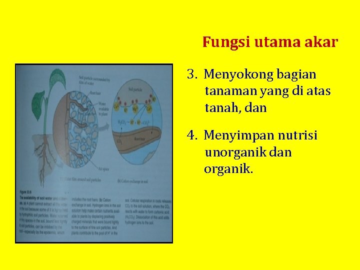 Fungsi utama akar 3. Menyokong bagian tanaman yang di atas tanah, dan 4. Menyimpan