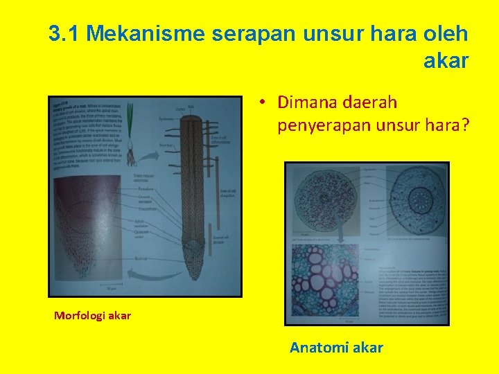 3. 1 Mekanisme serapan unsur hara oleh akar • Dimana daerah penyerapan unsur hara?