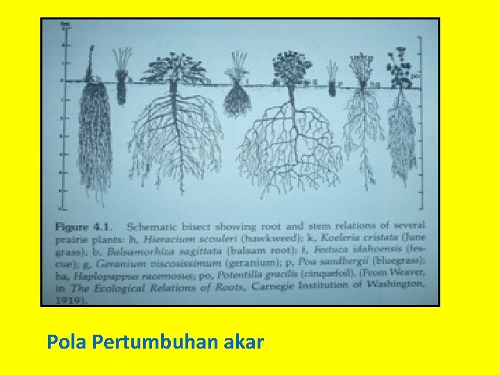 Pola Pertumbuhan akar 