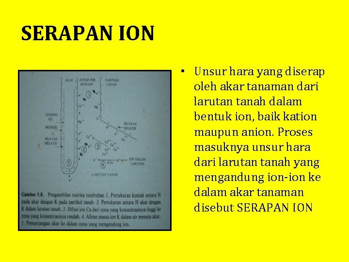 SERAPAN ION • Unsur hara yang diserap oleh akar tanaman dari larutan tanah dalam