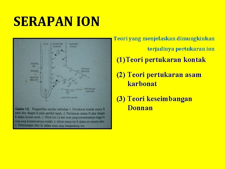 SERAPAN ION Teori yang menjelaskan dimungkinkan terjadinya pertukaran ion (1)Teori pertukaran kontak (2) Teori
