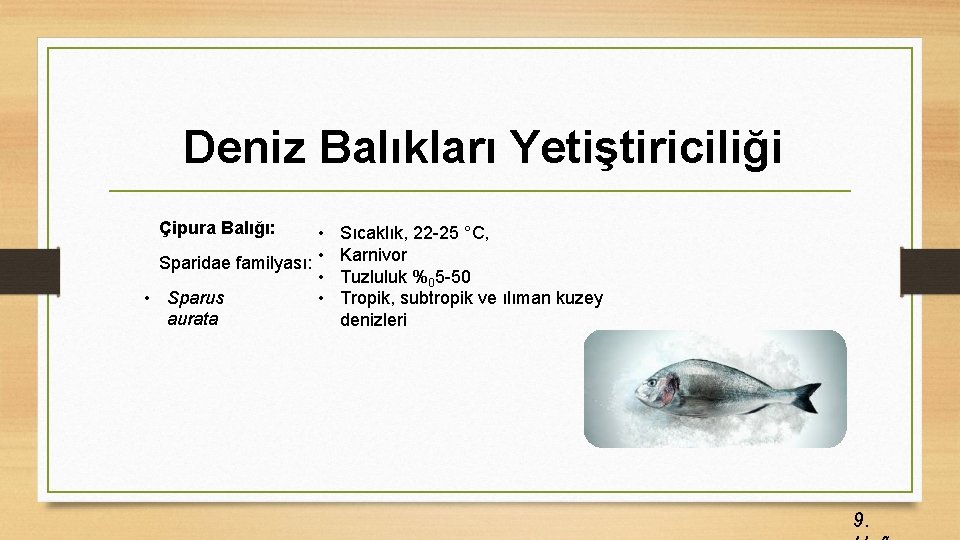 Deniz Balıkları Yetiştiriciliği Çipura Balığı: • Sparidae familyası: • • • Sparus • aurata