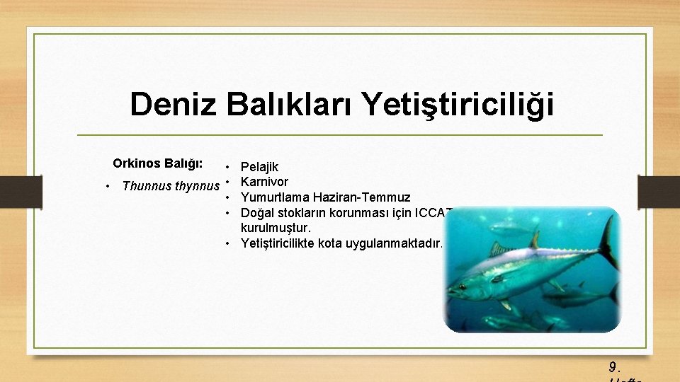 Deniz Balıkları Yetiştiriciliği Orkinos Balığı: • • Thunnus thynnus • • • Pelajik Karnivor