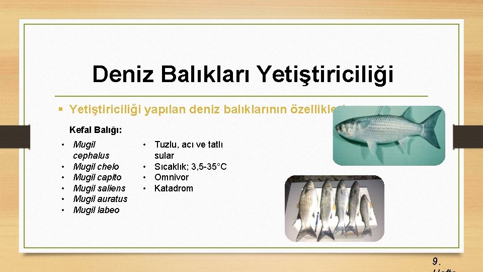 Deniz Balıkları Yetiştiriciliği § Yetiştiriciliği yapılan deniz balıklarının özellikleri; Kefal Balığı: • Mugil cephalus