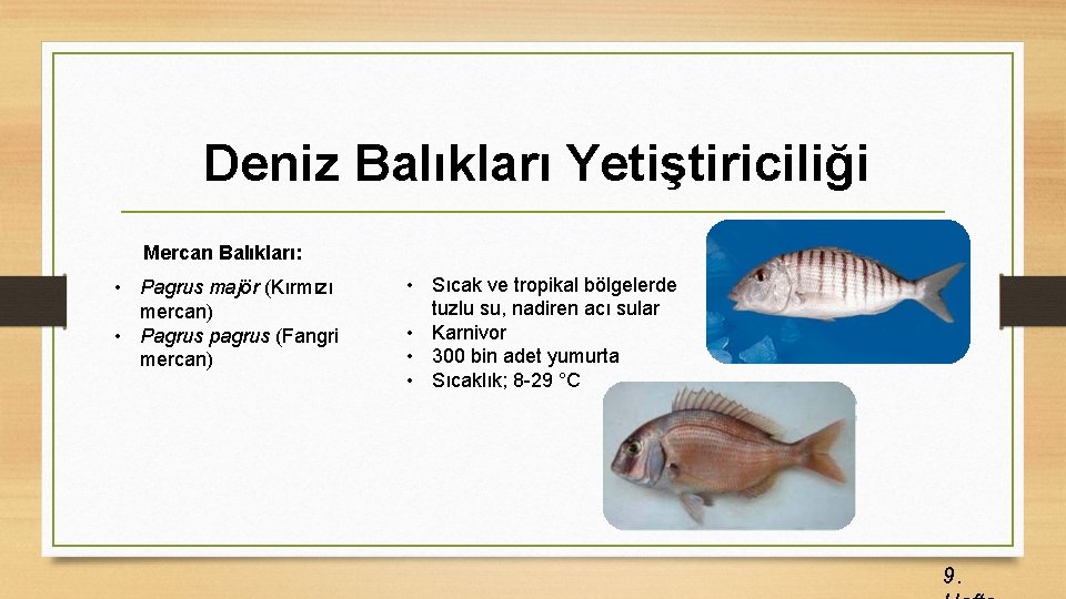 Deniz Balıkları Yetiştiriciliği Mercan Balıkları: • Pagrus majör (Kırmızı mercan) • Pagrus pagrus (Fangri