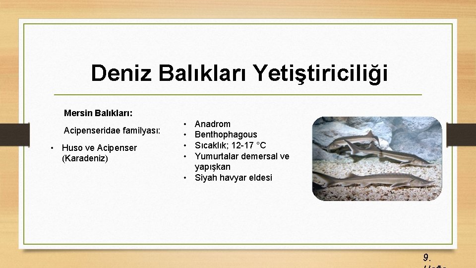 Deniz Balıkları Yetiştiriciliği Mersin Balıkları: Acipenseridae familyası: • Huso ve Acipenser (Karadeniz) • •