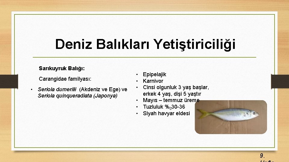 Deniz Balıkları Yetiştiriciliği Sarıkuyruk Balığı: Carangidae familyası: • Seriola dumerilii (Akdeniz ve Ege) ve