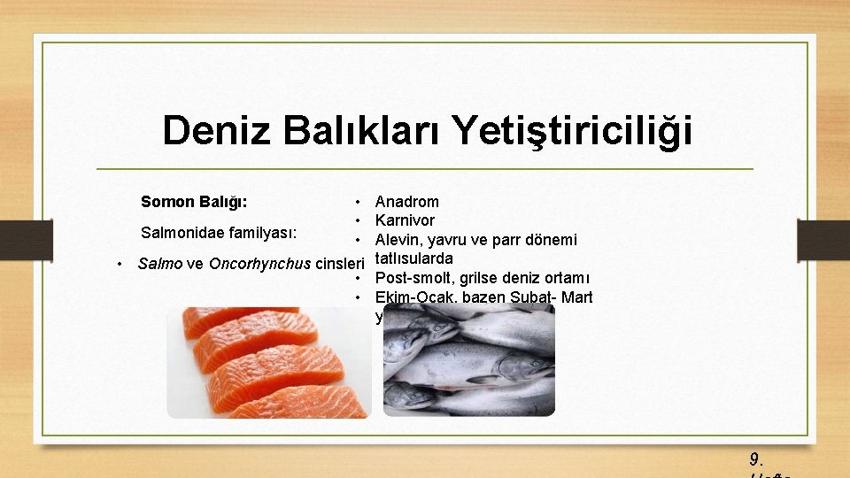 Deniz Balıkları Yetiştiriciliği • • Salmonidae familyası: • • Salmo ve Oncorhynchus cinsleri •