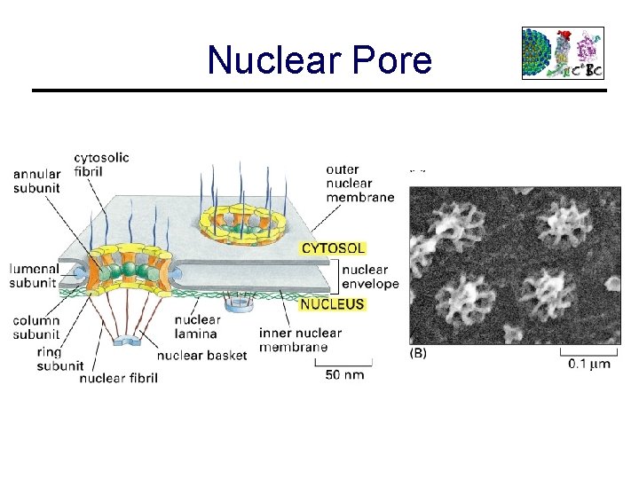 Nuclear Pore 