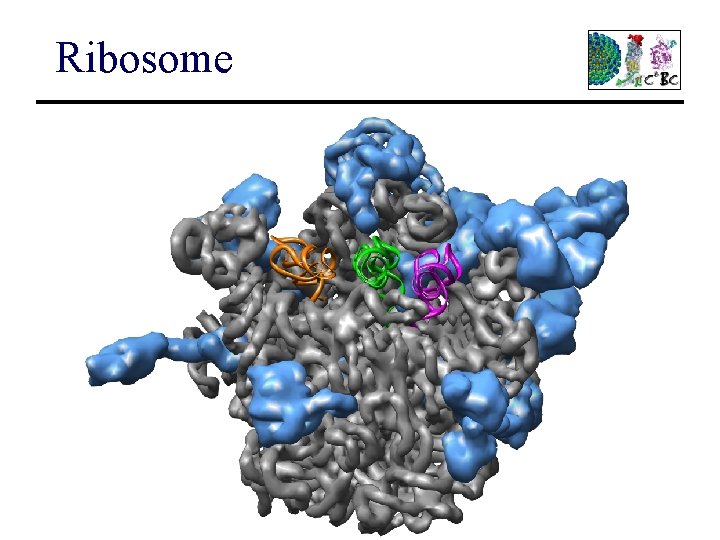 Ribosome 