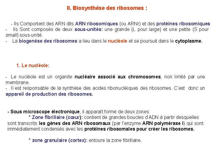 II. Biosynthèse des ribosomes : - Ils Comportent des ARN dits ARN ribosomiques (ou