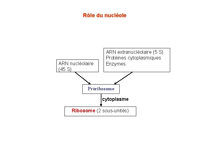 Rôle du nucléole ARN nucléolaire (45 S) ARN extranucléolaire (5 S) Protéines cytoplasmiques Enzymes.