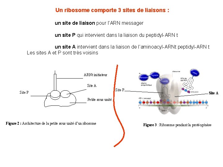 Un ribosome comporte 3 sites de liaisons : un site de liaison pour l’ARN