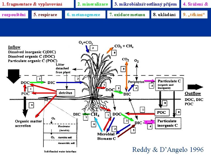 1. fragmentace & vyplavování rozpouštění 3/11/2021 5. respirace 2. mineralizace 6. metanogeneze 3. mikrobiální/rostlinný