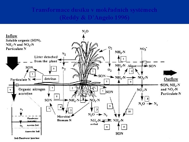 Transformace dusíku v mokřadních systémech (Reddy & D’Angelo 1996) 3/11/2021 20 