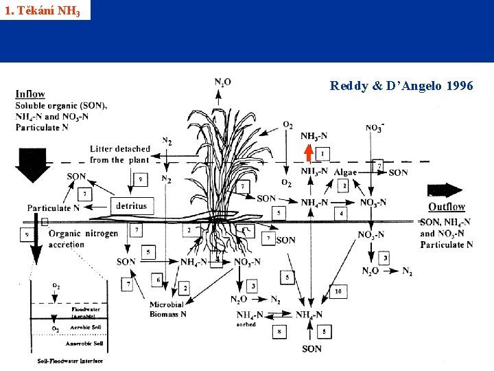 1. Těkání NH 3 Reddy & D’Angelo 1996 3/11/2021 21 