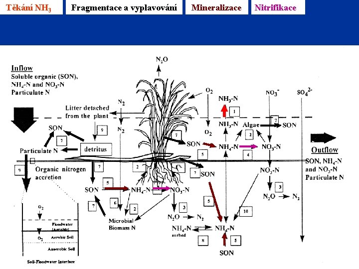 Těkání NH 3 Fragmentace a vyplavování Mineralizace Nitrifikace Reddy & D’Angelo 1996 3/11/2021 25