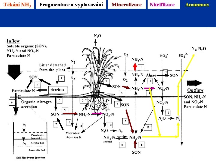 Těkání NH 3 Fragmentace a vyplavování Mineralizace Nitrifikace Anammox Reddy & D’Angelo 1996 N