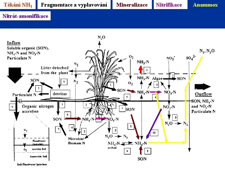 Těkání NH 3 Fragmentace a vyplavování Mineralizace Nitrifikace Anammox Nitrát-amonifikace Reddy & D’Angelo 1996