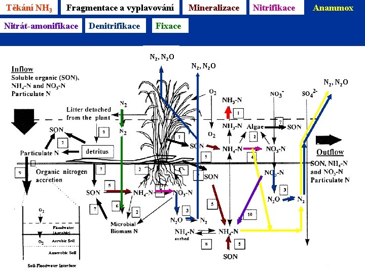 Těkání NH 3 Fragmentace a vyplavování Nitrát-amonifikace Denitrifikace Mineralizace Nitrifikace Anammox Fixace N 2