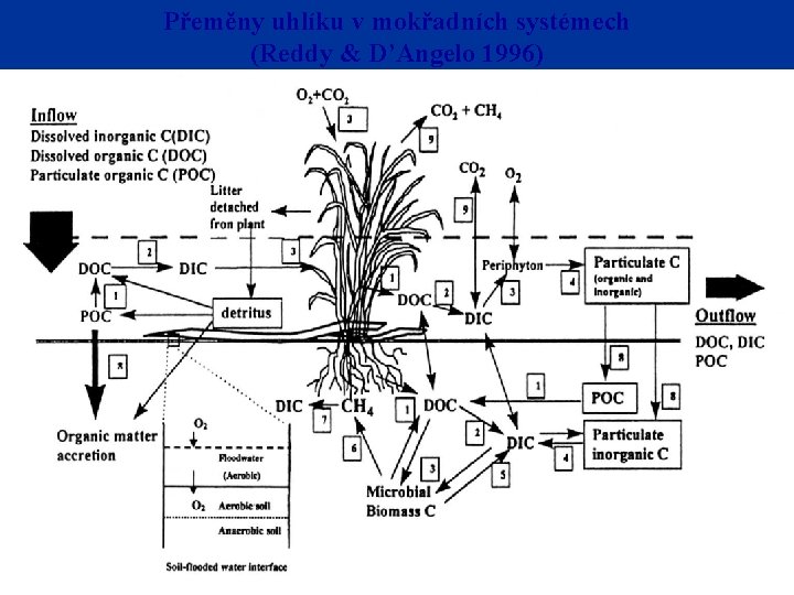 Přeměny uhlíku v mokřadních systémech (Reddy & D’Angelo 1996) 3/11/2021 4 