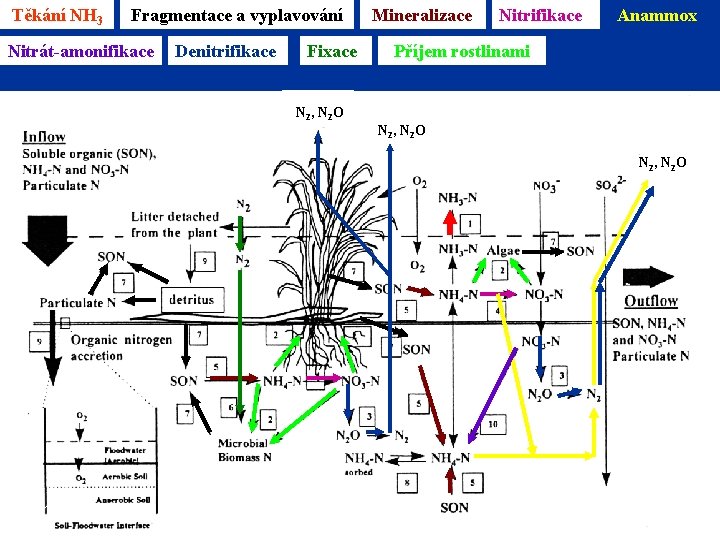 Těkání NH 3 Fragmentace a vyplavování Nitrát-amonifikace Denitrifikace Mineralizace Fixace N 2 , N