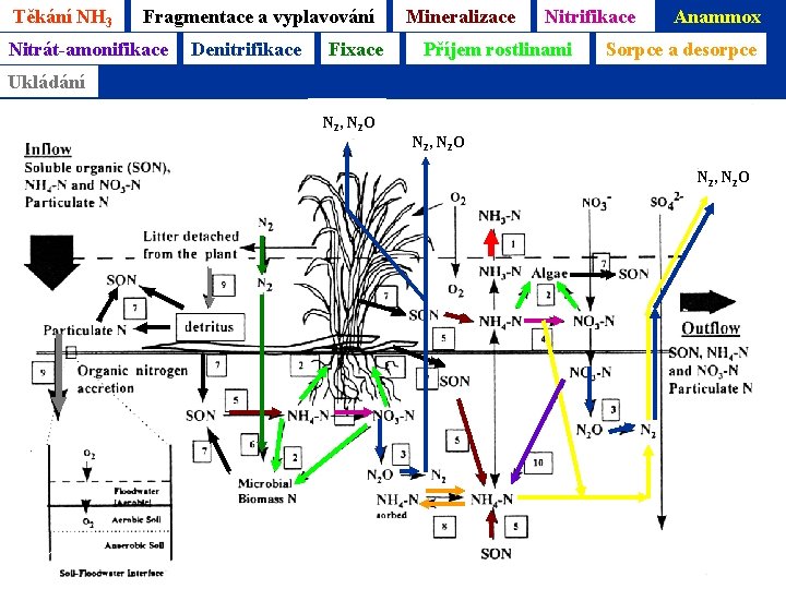 Těkání NH 3 Fragmentace a vyplavování Nitrát-amonifikace Denitrifikace Mineralizace Fixace Nitrifikace Příjem rostlinami Anammox