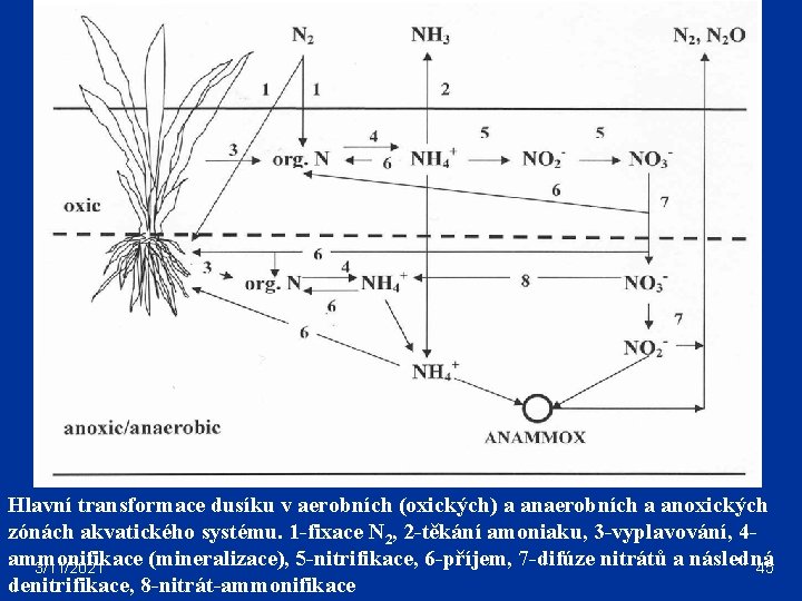 Hlavní transformace dusíku v aerobních (oxických) a anaerobních a anoxických zónách akvatického systému. 1
