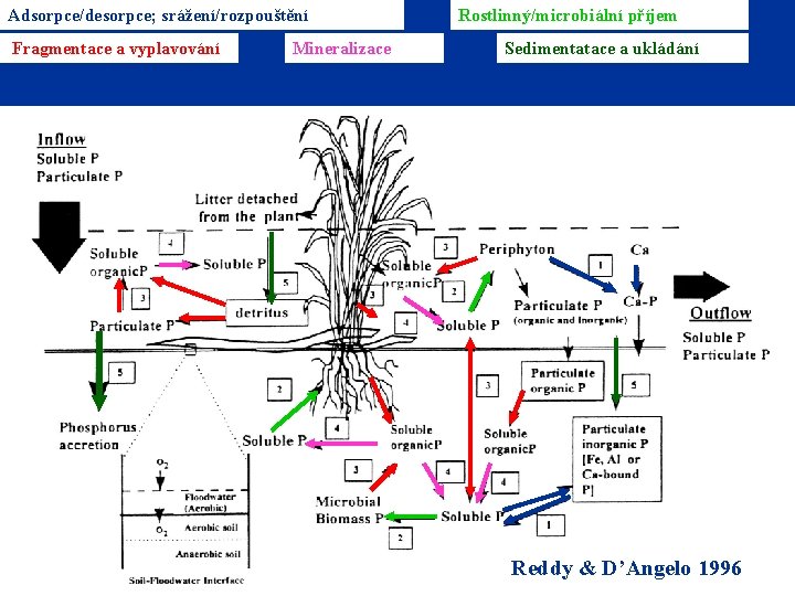 Adsorpce/desorpce; srážení/rozpouštění Fragmentace a vyplavování 3/11/2021 Mineralizace Rostlinný/microbiální příjem Sedimentatace a ukládání Reddy &