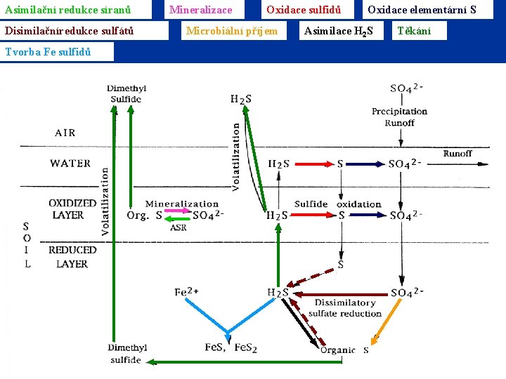 Asimilační redukce síranů Disimilačníredukce sulfátů Mineralizace Oxidace sulfidů Microbiální příjem Oxidace elementární S Asimilace