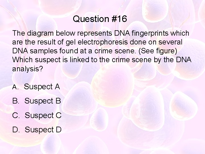 Question #16 The diagram below represents DNA fingerprints which are the result of gel