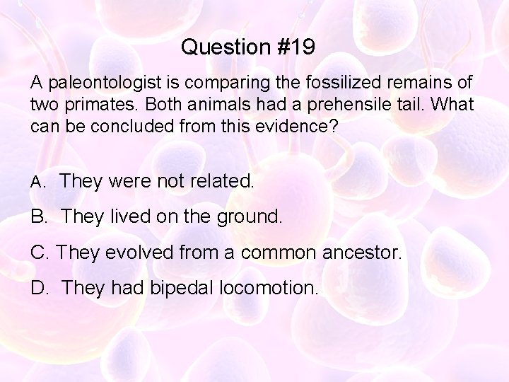 Question #19 A paleontologist is comparing the fossilized remains of two primates. Both animals