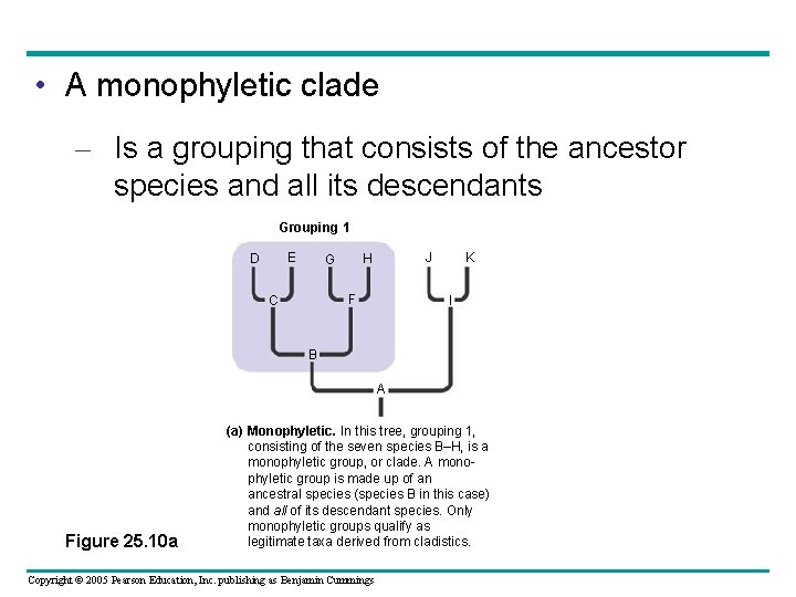  • A monophyletic clade – Is a grouping that consists of the ancestor
