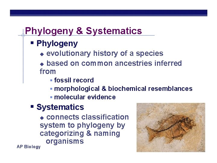 Phylogeny & Systematics Phylogeny evolutionary history of a species based on common ancestries inferred