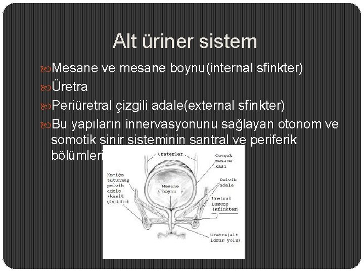  Alt üriner sistem Mesane ve mesane boynu(internal sfinkter) Üretra Periüretral çizgili adale(external sfinkter)