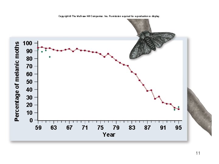 Percentage of melanic moths Copyright © The Mc. Graw-Hill Companies, Inc. Permission required for