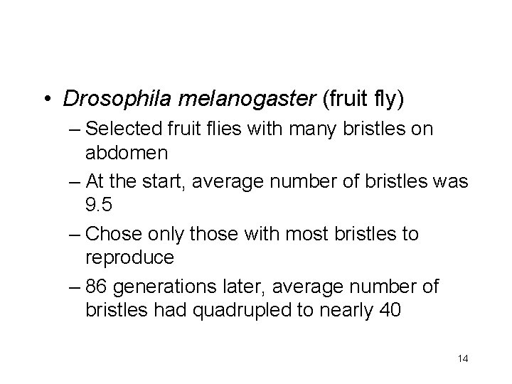  • Drosophila melanogaster (fruit fly) – Selected fruit flies with many bristles on