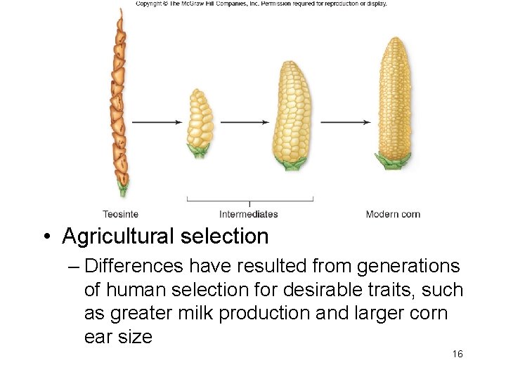  • Agricultural selection – Differences have resulted from generations of human selection for