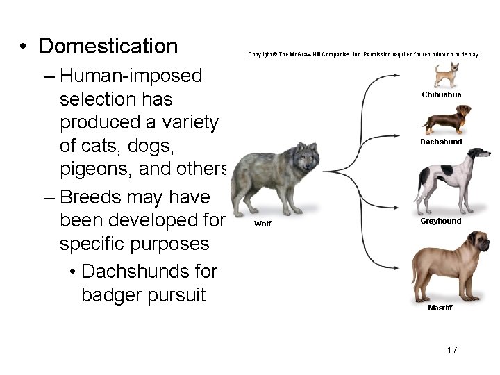  • Domestication – Human-imposed selection has produced a variety of cats, dogs, pigeons,